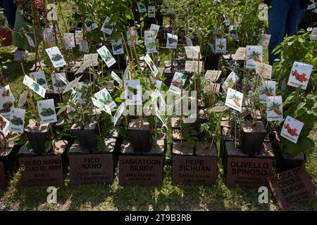 CARAVINO, ITALIEN - 28. APRIL 2023: Maulbeere, Feigen, Pfefferpflanzen im Frühjahr auf der Messe Tre Giorni per il Giardino im Schloss Masino in der Nähe von Turin, I. Stockfoto