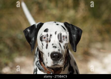 Frontporträt der jungen Dalmatinerin in Alcoi, Spanien Stockfoto
