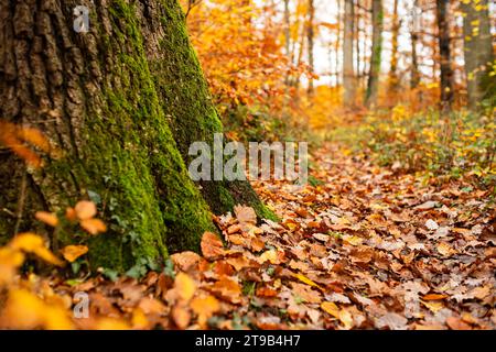 Grünes Moos auf Baumstamm-Rinde in einer Herbstforstszene. Herbstfarbe gefallene Blätter, Nahaufnahme, geringe Schärfentiefe, keine Leute. Stockfoto