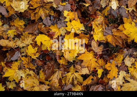 Verschiedene Herbstblätter auf einem Waldboden. Draufsicht, keine Leute. Stockfoto