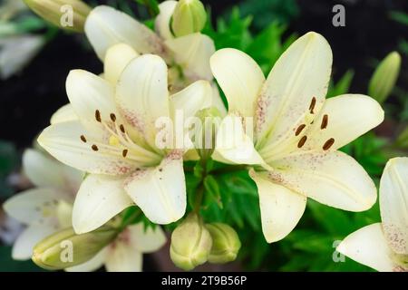 Weiße Lilium Apollo blüht im Sommer Ziergarten. Echte Lilien asiatischer Hybrid große blühende Pflanzen, selektiver Fokus Stockfoto