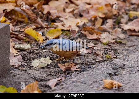 Europäische Nuthatch (Sitta europea) am Boden, die Insekten fangen Stockfoto