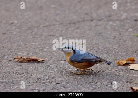 Europäische Nuthatch (Sitta europea) am Boden, die Insekten fangen Stockfoto