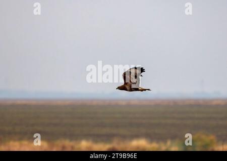 Ein großer Falke gleitet auf klarem blauen Himmel Stockfoto