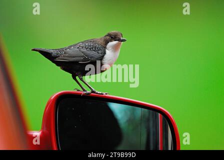 Pendelarm auf dem Außenspiegel des Autos Stockfoto