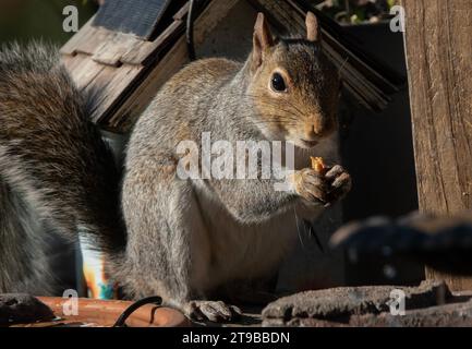 Ein graues Eichhörnchen kommt an Deck an Stockfoto
