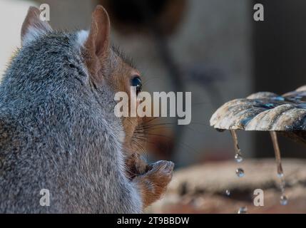 Ein graues Eichhörnchen kommt an Deck an Stockfoto