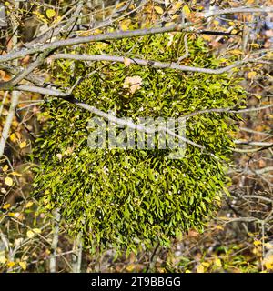 Viscum Album aka Mistel wächst auf dem Baum. Der ganze Baum ist von dieser Parasitenpflanze bedeckt. Wird für Weihnachtskuss verwendet. Stockfoto