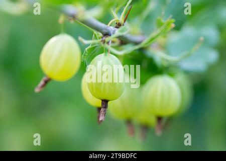 Grüne Stachelbeeren auf einem Buschzweig im Garten. Stockfoto