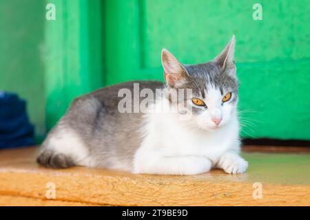 Eine junge Katze mit weißem Fell und grauen Flecken sitzt nahe einer dreckigen Wand, sie schaut sich vorsichtig um, ihr Blick ist sehr aufmerksam Stockfoto