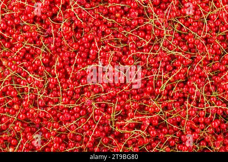 Hintergrund und Textur der roten Johannisbeeren stapeln sich im Hochwinkel Stockfoto
