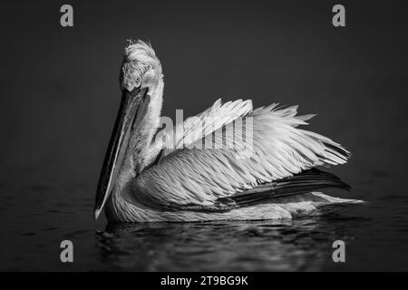 Mono-Pelikan schwimmt über den See und beobachtet die Kamera Stockfoto