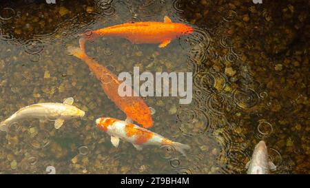 Farbenfrohe wilde Süßwasserfische in einer Herde schwimmen im Wasser im Regen, Blick von oben. Wellen, Kreise auf dem Hintergrund Schmetterlingseffekt. Stockfoto