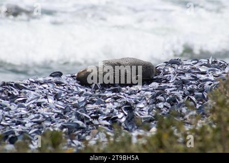 Cape Fur Seal Jungtier, der sich in der Sonne sonnt Stockfoto