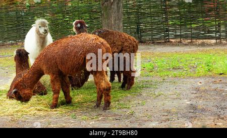 Weiße und braune Gruppe von Alpakas auf einem Bauernhof in den Bergen. Kameliden Vicugna pacos. Haustiere, Wollproduktion. Stockfoto