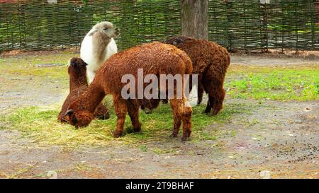 Weiße und braune Gruppe von Alpakas auf einem Bauernhof in den Bergen. Kameliden Vicugna pacos. Haustiere, Wollproduktion. Stockfoto