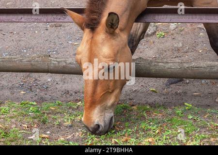 Farbiges Przewalskis Pferd von klein auf Bauernhof vor dem Hintergrund von landwirtschaftlichen Gebäuden. Mockup des Kopfzeilenbanners mit Kopierraum. Stockfoto