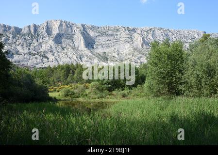 Teich, Naturpool, Etang oder kleiner See und Schilfbetten vor dem Berg Montagne Sainte Victoire oder Naturschutzgebiet in der Nähe von Aix-en-Provence Frankreich Stockfoto