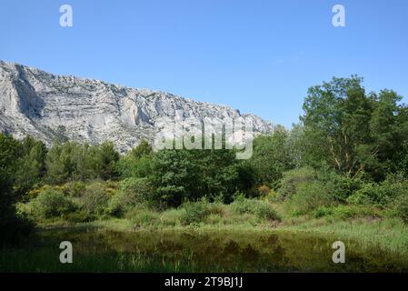 Teich, Naturpool, Etang oder kleiner See und Schilfbetten vor dem Berg Montagne Sainte Victoire oder Naturschutzgebiet in der Nähe von Aix-en-Provence Frankreich Stockfoto