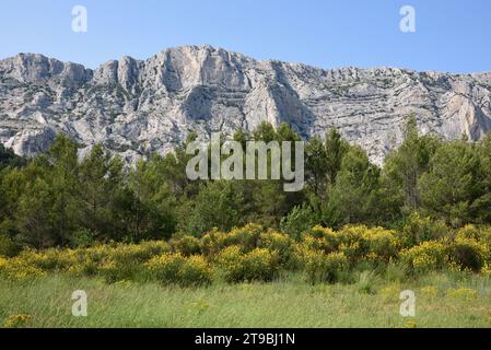 Blühender spanischer Besen, Sparticum junceum, vor dem Berg Montagne Sainte Victoire oder Naturschutzgebiet in der Nähe von Aix-en-Provence Frankreich Stockfoto