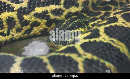 Schwarz-gelbe paraguayische Anakonda, Eunectes notaeus, nahe in einem Terrarium. Große Schlangenräuber in der Wildnis. Stockfoto