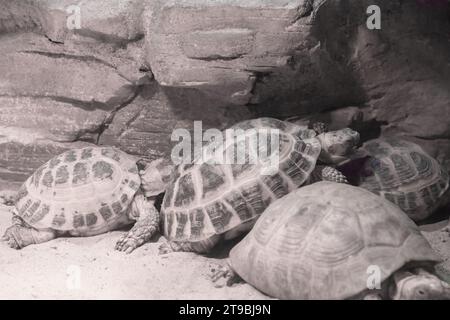 Gelbe indische Schildkröte, eine Gruppe von Tieren in einem Terrarium. Eine seltene Art von Wasserschildkröten. Stockfoto