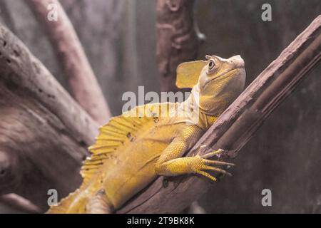 Basilisk Basilisk, Basiliscus basiliscus, gelbfarbene Chamäleon-Eidechse auf trockener Ast-Nahaufnahme. Seltenes südamerikanisches Tier. Stockfoto