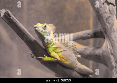 Basilisk Basilisk, Basiliscus basiliscus, gelbfarbene Chamäleon-Eidechse auf trockener Ast-Nahaufnahme. Seltenes südamerikanisches Tier. Stockfoto