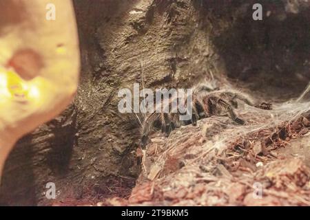 Chilenische rosa Tarantel, Grammostola rosea, Nahaufnahme der Gattung Grammostola. In Steinen in der Natur. Stockfoto