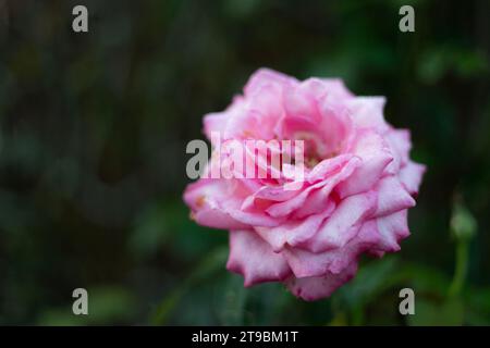 Frische rosafarbene Rosenblüten grüßen Sonnenlicht am Morgen. Mehrlagig Rosa. Stockfoto