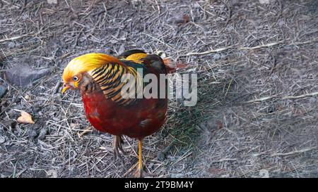 Goldener Fasan, seltenes Geflügel, natürliche Natur, Nahaufnahme. Farbgefieder, Vogelfärbung. Mockup des Kopfzeilenbanners mit Kopierraum. Stockfoto