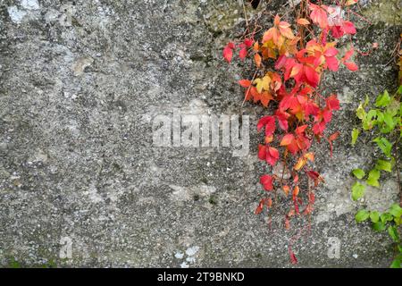 Graue alte Ziegelmauer bedeckt mit grünen und roten Trauben, Efeublätter natürlicher Hintergrund. Kopierbereich Stockfoto