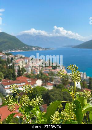 Ziegeldächer der Altstadt von Herceg Novi und der Bucht von Kotor, Blick von der Festung Kanli Kula Stockfoto