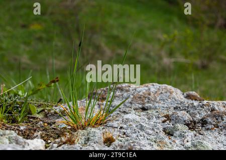 Gras Und Moos Wachsen Durch Den Asphalt. Risse Im Beton. Alte Straßenabdeckung. Draufsicht. Stockfoto