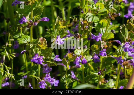 Wunderschöne Natürliche Kräuterblumen Glechoma Hederacea Wächst Auf Der Wiese Im Frühling Aus Nächster Nähe. Stockfoto