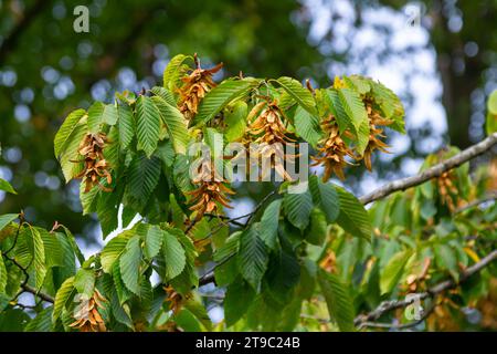 Zweige der Hainbuche, Art des Carpinus betulus, oder gewöhnliche Hainbuche mit grünen Blättern und Reifen Samen in den braunen dreispitzigen Blattinvolucres Stockfoto