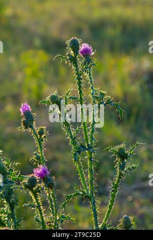 Cirsium vulgare, Speer Thistle, Bull Distel, gemeinsame Distel, kurzlebigen Distel Pflanze mit Wirbelsäule gespitzt geflügelten Stängel und Blätter, Rosa Lila Blume Stockfoto