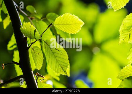 Grüne Hainbuchenblätter, im Sommer unter dem Baum gesehen. Stockfoto