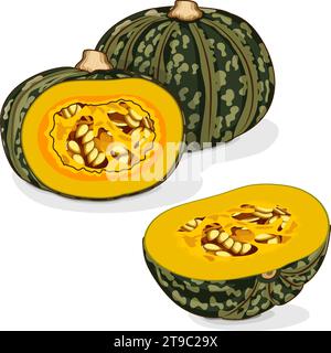 Ganze und gehackte Kabocha Winter Kürbisse. Kastanienkürbis. Cucurbita maxima. Gemüse. Clipart. Isolierte Vektordarstellung. Stock Vektor