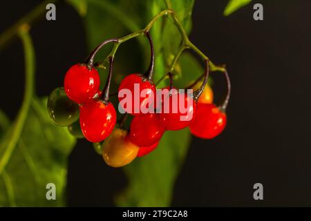 Rote Beeren mit holziger Nachtschattierung, auch bekannt als bittersüß, Solanum dulcamara gesehen im August. Stockfoto