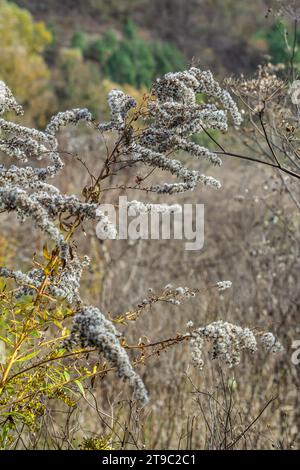 Samen mit Blasbällchen aus goldenem Stab - Solidago canadensis Wildpflanze im Herbst. Stockfoto