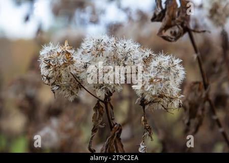 Flauschige weiße Samen der Hanf-Agrimonie, selektiver Fokus - Eupatorium cannabinum. Stockfoto