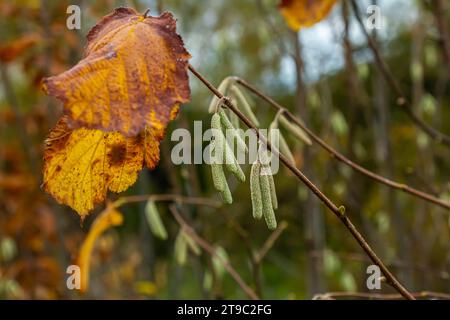 Bunte Blätter im Herbst auf einem Zaubernuss, in einem Garten. Stockfoto