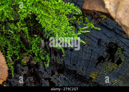 Kostbare Wassertropfen aus dem Morgentau, die eine isolierte Pflanze von Ceratodon purpureus bedecken, die auf dem Felsen wächst, lila Moos, verbrannter Boden Stockfoto