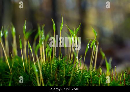 Kostbare Wassertropfen aus dem Morgentau, die eine isolierte Pflanze von Ceratodon purpureus bedecken, die auf dem Felsen wächst, lila Moos, verbrannter Boden Stockfoto