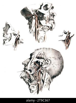 Menschliche Anatomie, Medizin, das Kreislaufsystem, Blutkreislauf: vier Schnitte des männlichen Gesichts, Halses und Schädels, mit Arterien und Blutgefäßen in Rot. Kolorierte Lithographie von J. Maclise, 1841/1844, Historisch, digital restaurierte Reproduktion von einer Vorlage aus dem 19. Jahrhundert / menschliche Anatomie, Medizin, Kreislaufsystem, Blutkreislauf: Vier Abschnitte des männlichen Gesichts, des Halses und des Schädels, mit Arterien und Blutgefäßen in Rot. Farbige Lithographie von J. Maclise, 1841/1844, historisch, digital restaurierte Reproduktion eines Originals aus dem 19. Jahrhundert Stockfoto