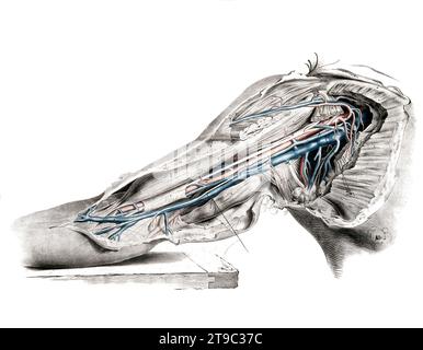 Medizin, menschliche Anatomie, das Kreislaufsystem, Blutkreislauf. Präparat des Oberarms, der Schulter und der Achselhöhle, mit Arterien, Blutgefäßen und Venen in Rot und Blau dargestellt. Kolorierte Lithographie von J. Maclise, 1841/1844, Historisch, digital restaurierte Reproduktion von einer Vorlage aus dem 19. Jahrhundert / Medizin, menschliche Anatomie, Kreislaufsystem, Blutkreislauf. Präparation von Oberarm, Schulter und Achselhöhle mit rot und blau dargestellten Arterien, Blutgefäßen und Venen. Farblithographie von J. Maclise, 1841/1844, historische, digital restaurierte Reproduktion Stockfoto