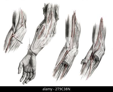 Menschliche Anatomie, Medizin, das Kreislaufsystem, Blutkreislauf: Sektionen des Arms und des Ellenbogens, mit rot eingezeichneten Arterien und Blutgefäßen. Kolorierte Lithographie von J. Maclise, 1841/1844, Historisch, digital restaurierte Reproduktion von einer Vorlage aus dem 19. Jahrhundert / menschliche Anatomie, Medizin, Kreislaufsystem, Durchblutung: Teile des Arms und Ellenbogens, mit rot markierten Arterien und Blutgefäßen. Farbige Lithographie von J. Maclise, 1841/1844, historisch, digital restaurierte Reproduktion eines Originals aus dem 19. Jahrhundert Stockfoto