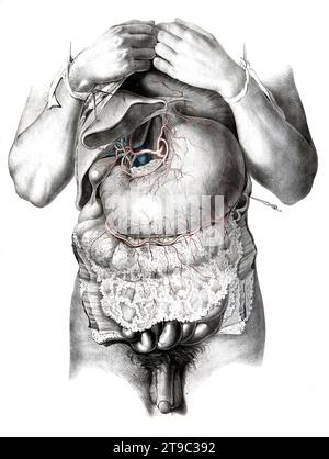 Menschliche Anatomie, Medizin, das Kreislaufsystem, Blutkreislauf: Sektion des Abdomens mit dem Magen, mit Arterien und Venen in rot und blau dargestellt. Kolorierte Lithographie von J. Maclise, 1841/1844, Historisch, digital restaurierte Reproduktion von einer Vorlage aus dem 19. Jahrhundert / menschliche Anatomie, Medizin, Kreislaufsystem, Durchblutung: Abschnitt des Abdomens mit dem Magen, mit Arterien und Venen rot und blau dargestellt. Farbige Lithographie von J. Maclise, 1841/1844, historisch, digital restaurierte Reproduktion eines Originals aus dem 19. Jahrhundert Stockfoto