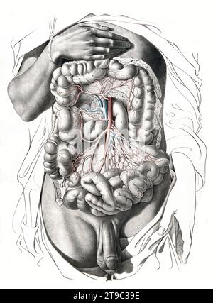 Menschliche Anatomie, Medizin, das Kreislaufsystem, Blutkreislauf: Sektion des Abdomens mit Darstellung des Dickdarms und der Arterien und Venen in Rot und Blau. Kolorierte Lithographie von J. Maclise, 1841/1844, Historisch, digital restaurierte Reproduktion von einer Vorlage aus dem 19. Jahrhundert / Humananatomie, Medizin, Kreislaufsystem, Durchblutung: Abschnitt des Abdomens mit Darstellung des Dickdarms und der Arterien und Venen in Rot und Blau. Farbige Lithographie von J. Maclise, 1841/1844, historisch, digital restaurierte Reproduktion eines Originals aus dem 19. Jahrhundert Stockfoto